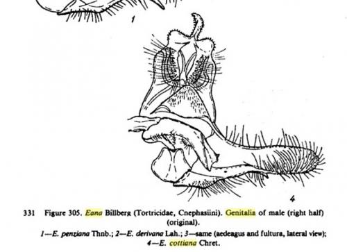 Eana cottiana